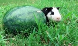 拉瓜怎么吃啊,拉瓜的多样食用方法探索