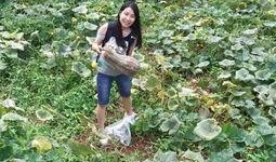 吃瓜事件河北邢台,揭秘背后真相与反思