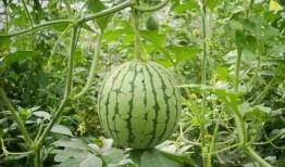 时代峰峻吃瓜在哪吃,揭秘明星们的秘密聚餐地