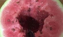 石缝瓜什么时候吃