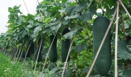 佛山大良吃瓜,夏日吃瓜盛宴，品味传统与现代的交融