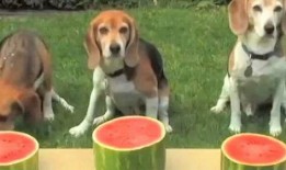 吃瓜狗卡通,趣味横生的卡通世界