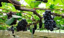 藤萝青山还是吃瓜亭,探寻隐秘山林中的世外桃源