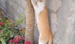 猫咪可以吃白瓜