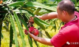 梦见摘果摘瓜吃,摘果瓜食的奇幻体验