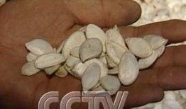 吃男瓜赚金币