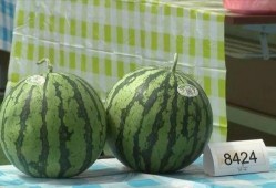 吃瓜上海杭州,探寻上海与杭州的美食风情之旅