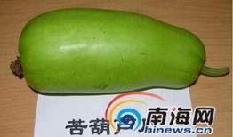 海南葫芦瓜怎么吃,海南葫芦瓜的多样食法探索
