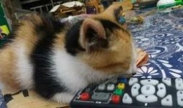 吃鱼吃鸡吃肉吃瓜,美食盛宴尽享其中