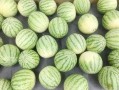 吃地皮瓜,舌尖上的夏日美味探索