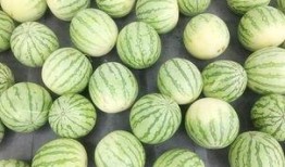 吃地皮瓜,舌尖上的夏日美味探索