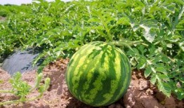 吉林化工吃瓜,揭秘事故背后的真相与反思