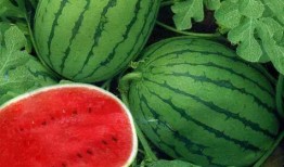 吃瓜小宋大人吃瓜日常,揭秘娱乐圈的甜蜜与苦涩