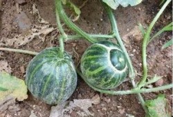 有种幸福叫做吃瓜,揭秘“吃瓜”背后的文化现象