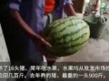 吃瓜吃猪,揭秘娱乐圈的“双料”明星生活