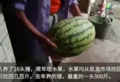 吃瓜吃猪,揭秘娱乐圈的“双料”明星生活