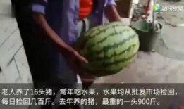 吃瓜吃猪,揭秘娱乐圈的“双料”明星生活