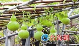 海南葫芦瓜怎么吃,海南葫芦瓜的多样食法探索