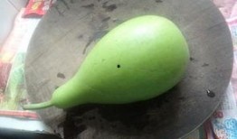 葫芦瓜的瓜囊可以吃吗,可食用之谜揭晓