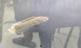 雷龙吃瓜,揭秘娱乐圈的幕后故事