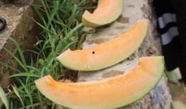 哈密瓜和鱼能一起吃吗,揭秘能否同食的饮食奥秘