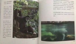 吃瓜玄学小说推荐,揭秘玄学小说中的神秘食瓜法则