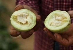 吃瓜群众莱西,揭秘娱乐圈幕后风云