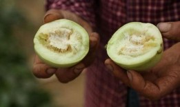 吃瓜群众莱西,揭秘娱乐圈幕后风云