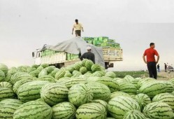 吃瓜会影响长高吗,吃瓜真的会影响长高？揭秘瓜果与生长发育的奥秘