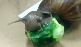蜗牛会吃瓜吗,揭秘它们对瓜类食物的喜好