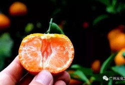 老陈吃瓜砂糖橘