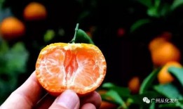 老陈吃瓜砂糖橘