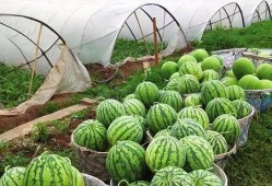 麒麟西瓜吃瓜视频,揭秘网红吃瓜视频背后的甜蜜诱惑