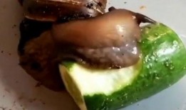 蜗牛会吃瓜吗,揭秘它们对瓜类食物的喜好