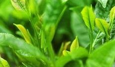 麦田里的茶吃瓜,探寻田园生活的诗意画卷