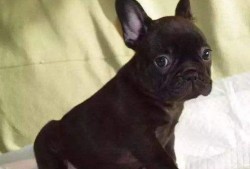 法斗吃瓜视频大全,趣味视频大盘点