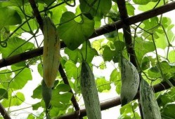 老鼠吃瓜图,揭秘老鼠吃瓜的欢乐瞬间