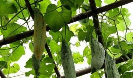 老鼠吃瓜图,揭秘老鼠吃瓜的欢乐瞬间