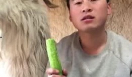 羊吃瓜语录