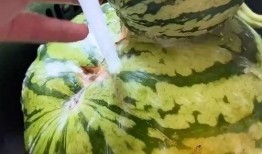 吃瓜有趣的视频,揭秘那些让人捧腹大笑的吃瓜视频