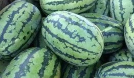 来忻州摘瓜吃,游客纷至沓来共享丰收盛宴