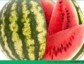 每天吃西瓜哈密瓜,西瓜与哈密瓜的甜蜜日常