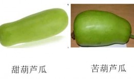 葫芦瓜的瓜囊可以吃吗,可食用之谜揭晓