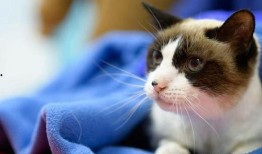 猫吃籽瓜,籽瓜的诱惑与猫儿的欢愉