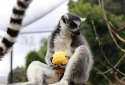 吃瓜瞎猫,揭秘娱乐圈幕后真相