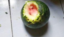 吃瓜群众瓜未熟,吃瓜群众先尝鲜