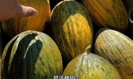 怎样吃最甜的瓜,揭秘如何挑选最甜的瓜果
