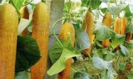 蒲瓜经常吃对身体有害吗