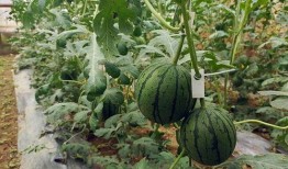 小紫吃瓜图,揭秘娱乐圈幕后故事