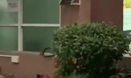 滨江最新吃瓜新闻,揭秘网红餐厅神秘事件背后的真相